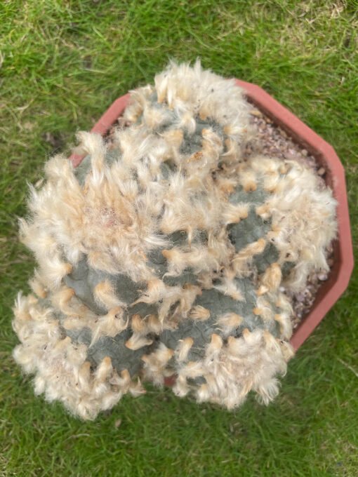 Lophophora Williamsii Fluffy 1