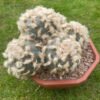 Lophophora Williamsii Fluffy 2