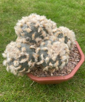 Lophophora williamsii fluffy 2