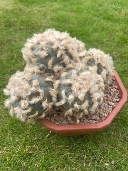 Lophophora Williamsii Fluffy 2