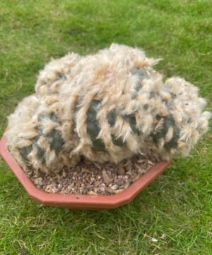 Lophophora Williamsii Fluffy 3