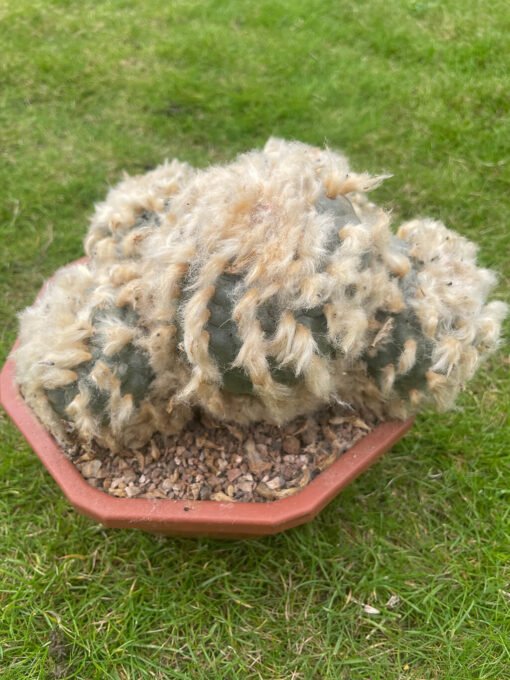 Lophophora Williamsii Fluffy 3