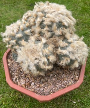 Lophophora Williamsii Fluffy 4