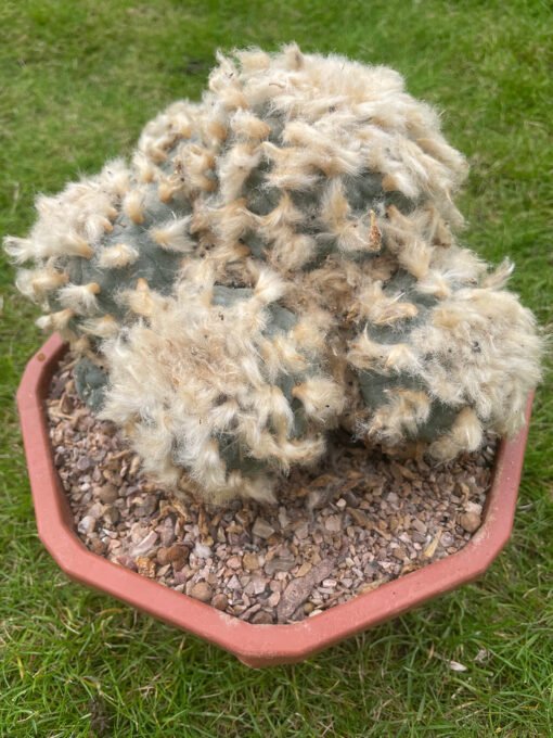 Lophophora Williamsii Fluffy 4