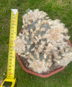 Lophophora Williamsii Fluffy 5