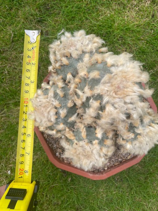 Lophophora Williamsii Fluffy 5