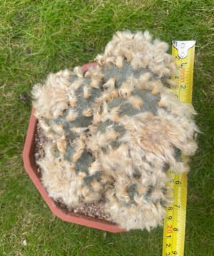 Lophophora Williamsii Fluffy 6