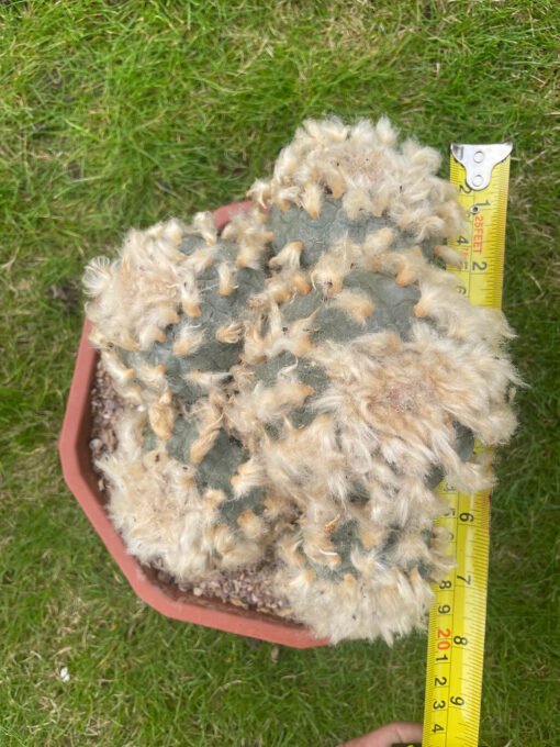 Lophophora Williamsii Fluffy 6