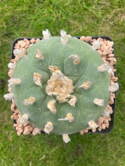 Lophophora Williamsii Texana 1