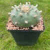 Lophophora Williamsii Texana 2