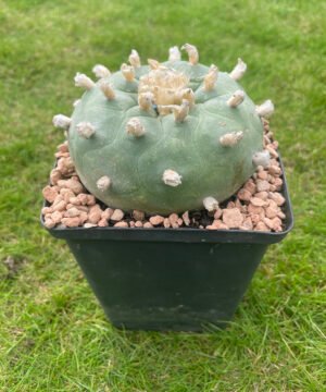 Lophophora williamsii texana 2