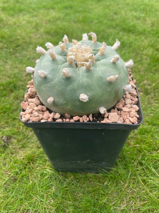 Lophophora Williamsii Texana 2