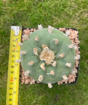 Lophophora Williamsii Texana 3