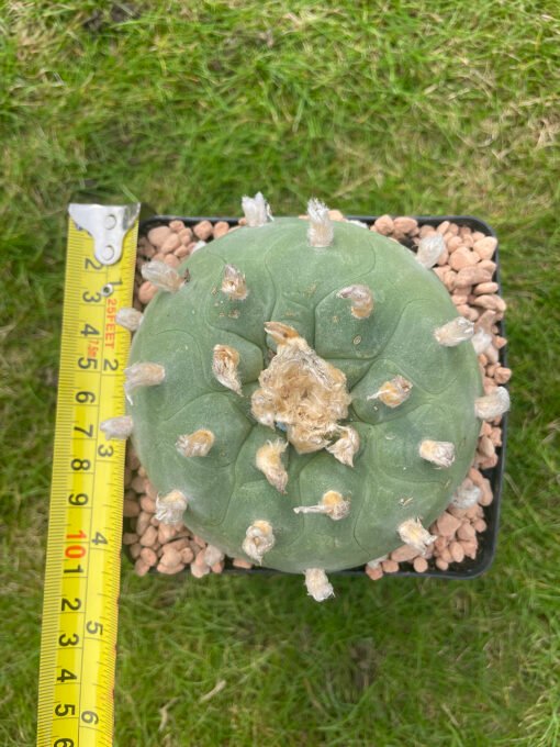 Lophophora Williamsii Texana 3