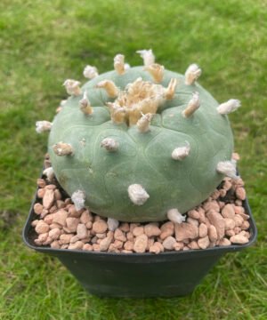 Lophophora Williamsii Texana 4