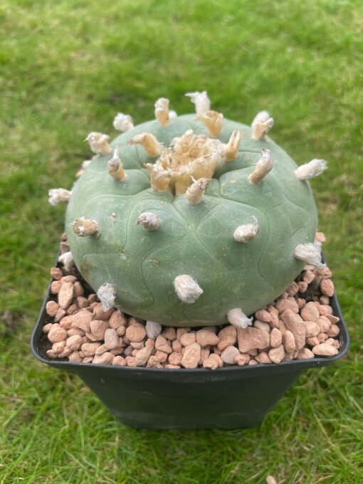 Lophophora Williamsii Texana 4