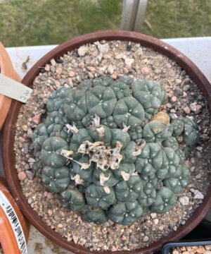 Lophophora Williamsii V Caespitosa Hydra 1