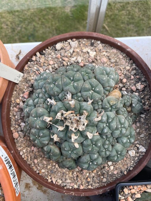 Lophophora Williamsii V Caespitosa Hydra 1