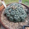 Lophophora Williamsii V Caespitosa Hydra 2