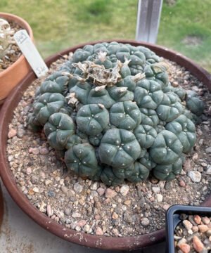 Lophophora williamsii v caespitosa hydra 2