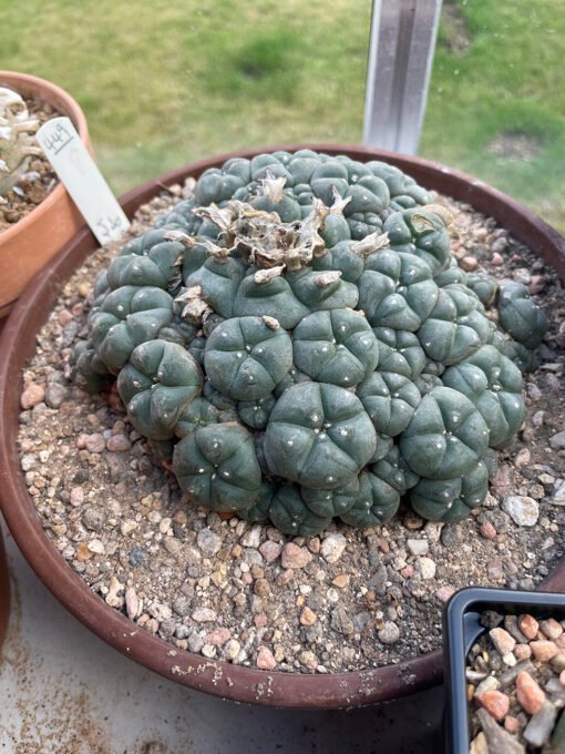 Lophophora Williamsii V Caespitosa Hydra 2