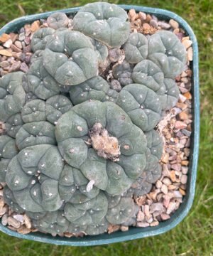 Lophophora Williamsii V Caespitosa Pot Buster 1