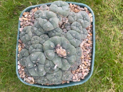 Lophophora Williamsii V Caespitosa Pot Buster 1