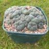 Lophophora Williamsii V Caespitosa Pot Buster 2