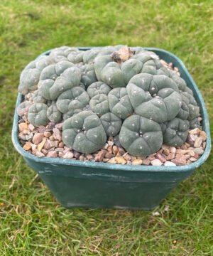 Lophophora williamsii v caespitosa pot buster 2