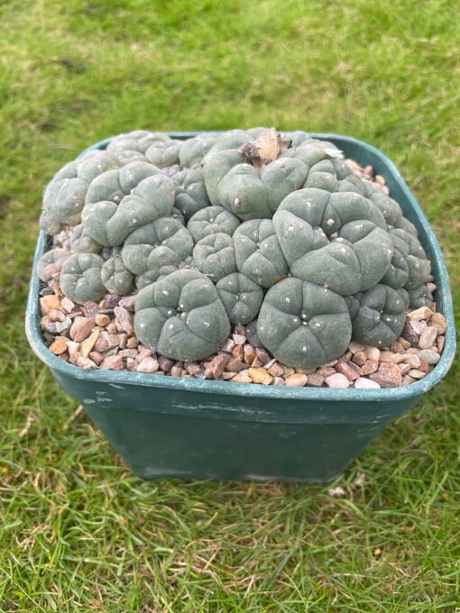 Lophophora Williamsii V Caespitosa Pot Buster 2