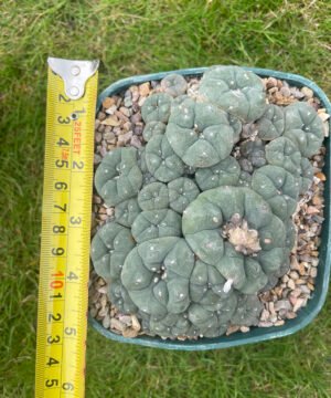 Lophophora Williamsii V Caespitosa Pot Buster 3