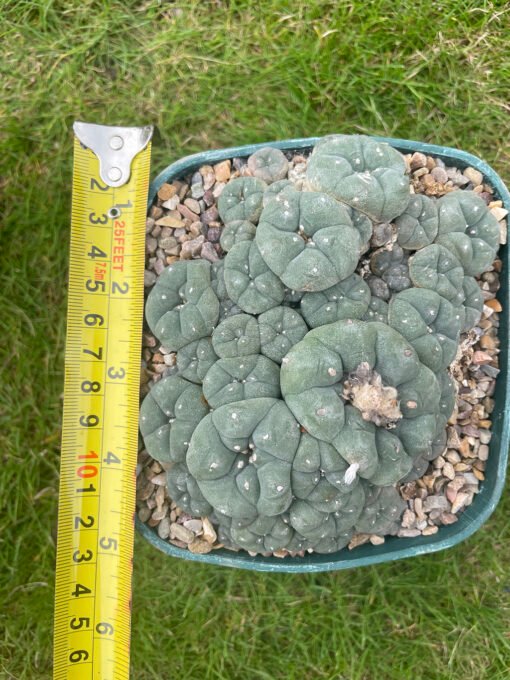 Lophophora Williamsii V Caespitosa Pot Buster 3