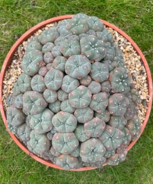 Lophophora Williamsii Var Caespitosa 20Cm 1