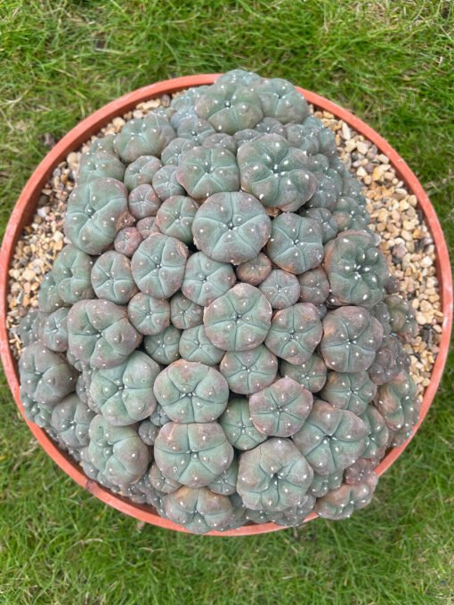 Lophophora Williamsii Var Caespitosa 20Cm 1