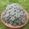 Lophophora Williamsii Var Caespitosa 20Cm 2