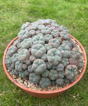 Lophophora williamsii var Caespitosa 20cm 2