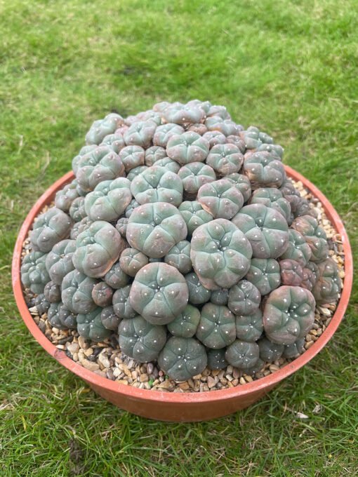 Lophophora Williamsii Var Caespitosa 20Cm 2