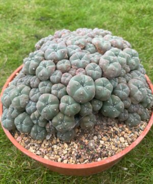 Lophophora Williamsii Var Caespitosa 20Cm 3