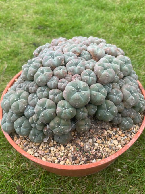 Lophophora Williamsii Var Caespitosa 20Cm 3