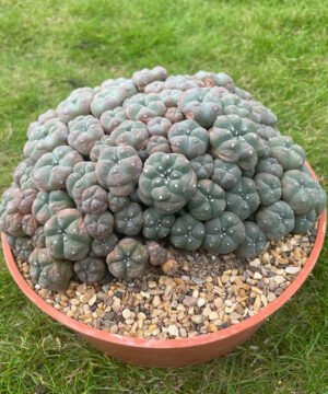 Lophophora Williamsii Var Caespitosa 20Cm 4