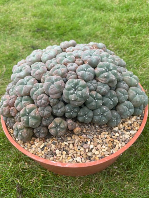 Lophophora Williamsii Var Caespitosa 20Cm 4