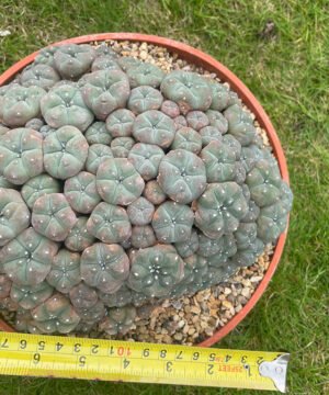 Lophophora Williamsii Var Caespitosa 20Cm 5