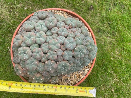 Lophophora Williamsii Var Caespitosa 20Cm 5