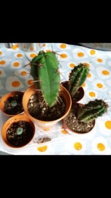 TrichoTreasure - Trichocereus Seedling Bundles photo review