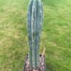 Trichocereus Pepe 1