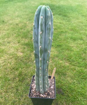 Trichocereus Pepe 1