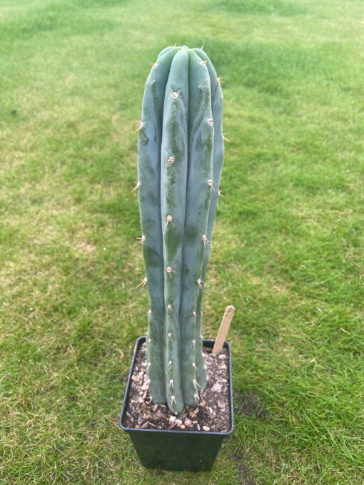 Trichocereus Pepe 1