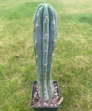 Trichocereus Pepe 2