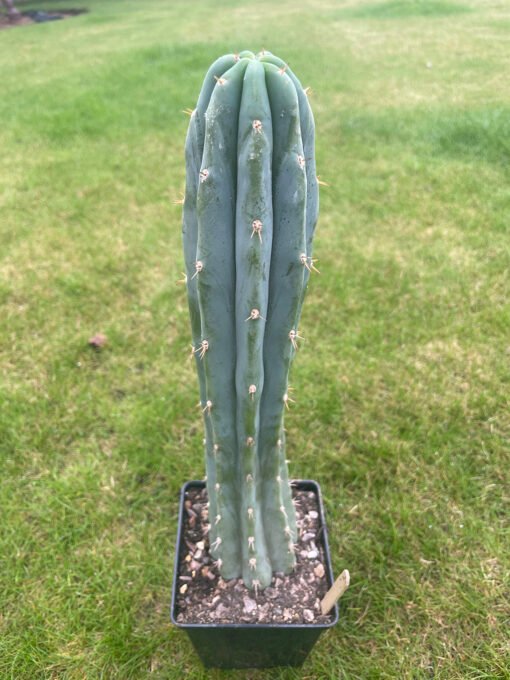 Trichocereus Pepe 2