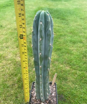 Trichocereus Pepe 3